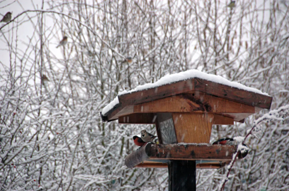Avez-vous préparé votre mangeoire pour les oiseaux ?